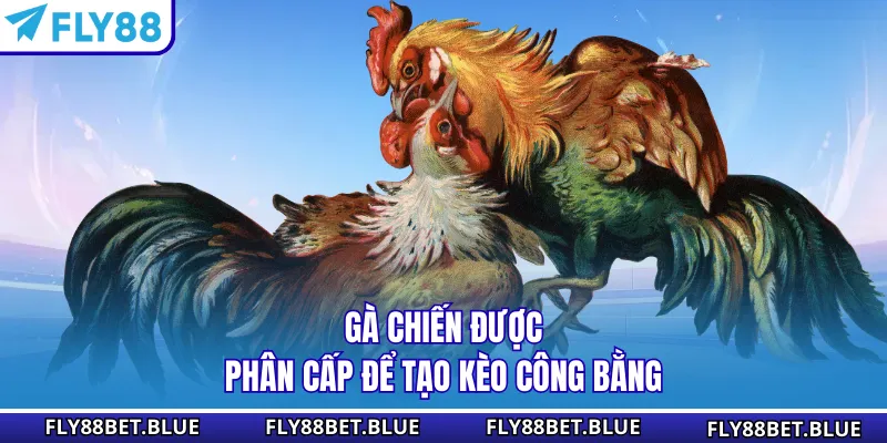 Gà chiến được phân cấp để tạo kèo công bằng