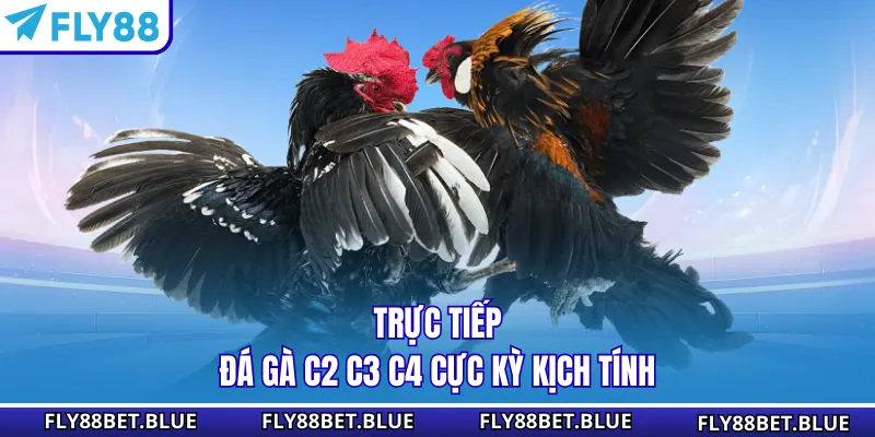 Trực tiếp đá gà C2 C3 C4 cực kỳ kịch tính